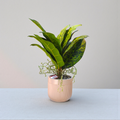 Faux Gold Dust Croton Plant With Pot